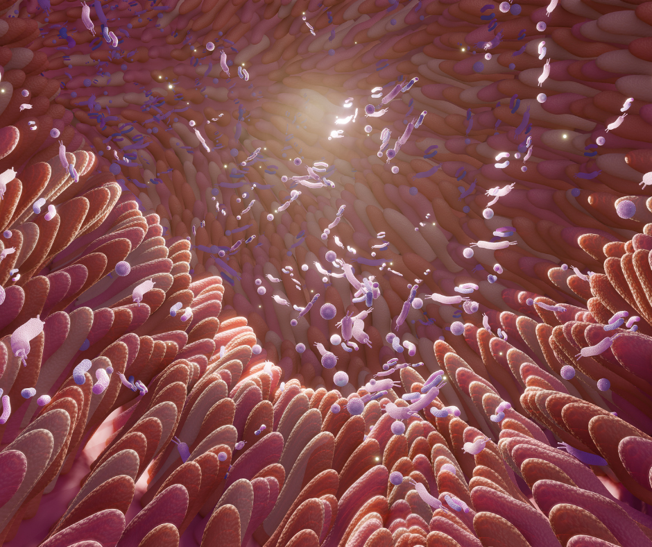 "Microbiote intestinal équilibré et diversifié"