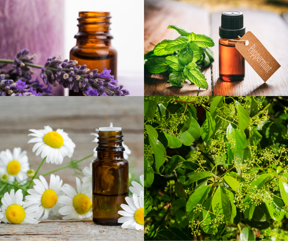 Lavande, menthe, tea tree, raavintsara en aromathérapie naturelle